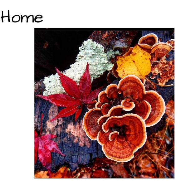 🍄 Home - Picture 1 of 1